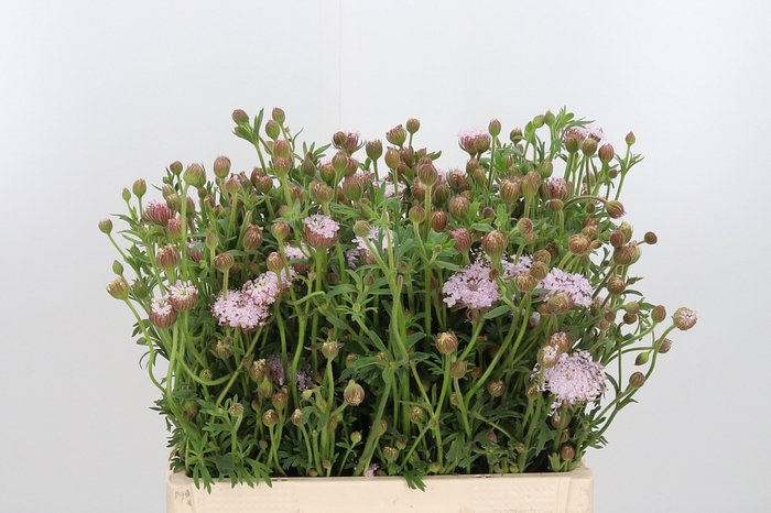 <h4>Didiscus Roze</h4>