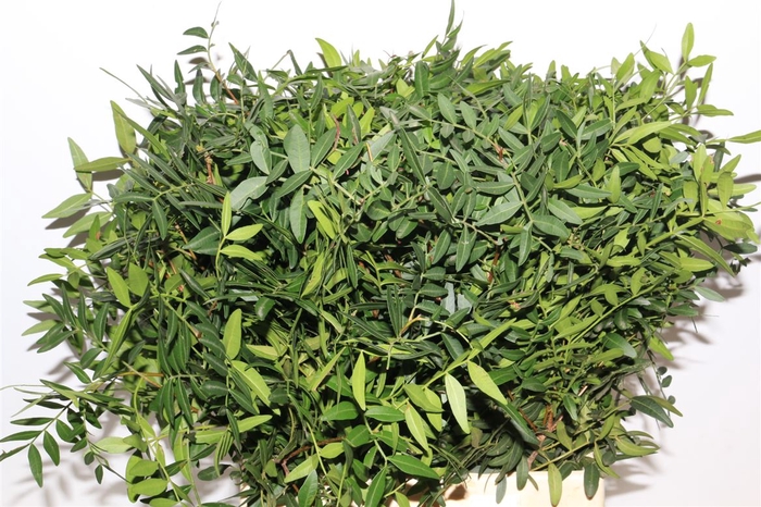 <h4>Pistache 45 Cm Per Tak</h4>