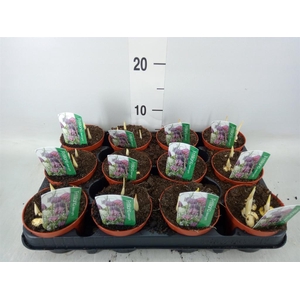 Fritillaria meleagris