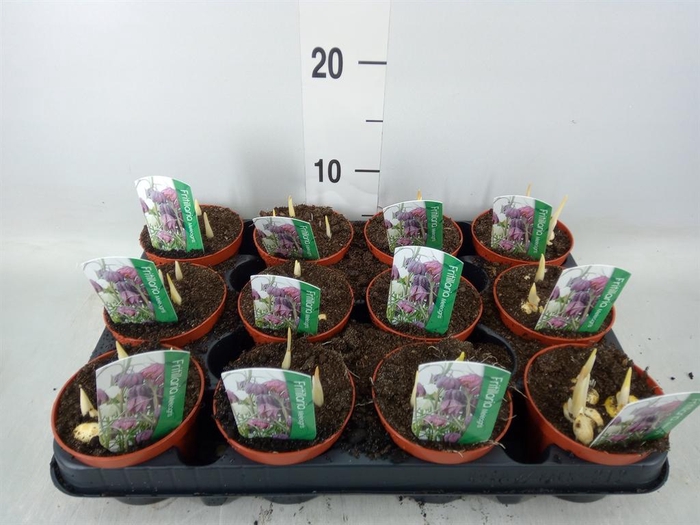 <h4>Fritillaria meleagris</h4>
