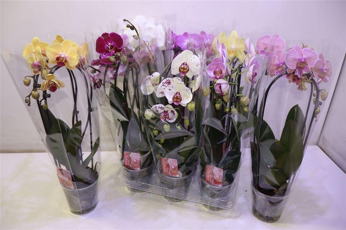 <h4>Phal El Cascade</h4>