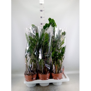 Zamioculcas zamiifolia