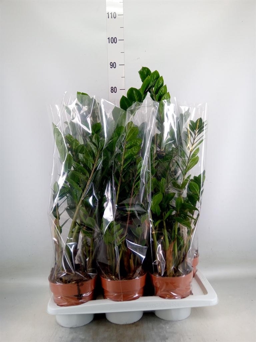 <h4>Zamioculcas zamiifolia</h4>