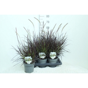 Pennisetum advena 'Rubrum'