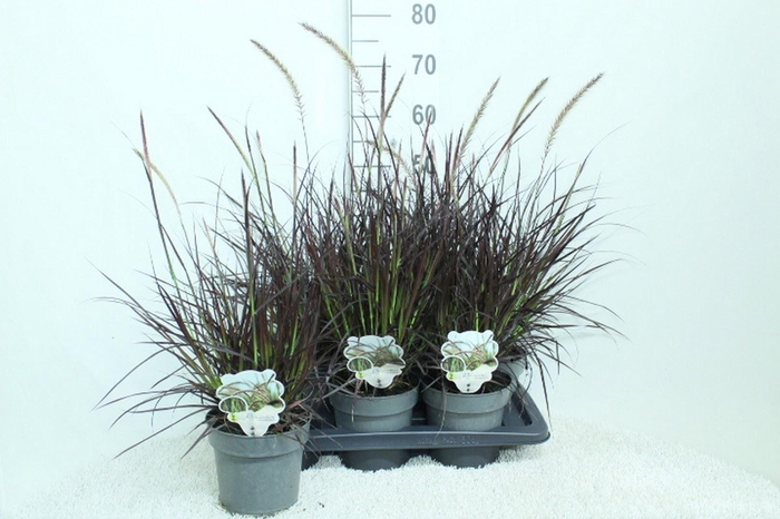 <h4>Pennisetum advena 'Rubrum'</h4>