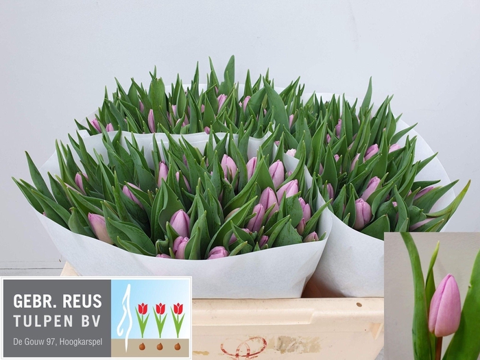 <h4>TU EN CANDY PRINCE</h4>