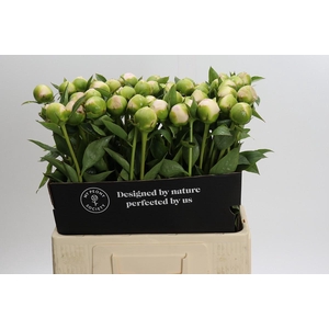 Paeonia Princess Bride