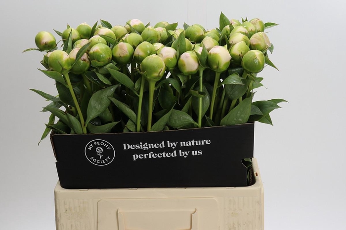<h4>Paeonia Princess Bride</h4>