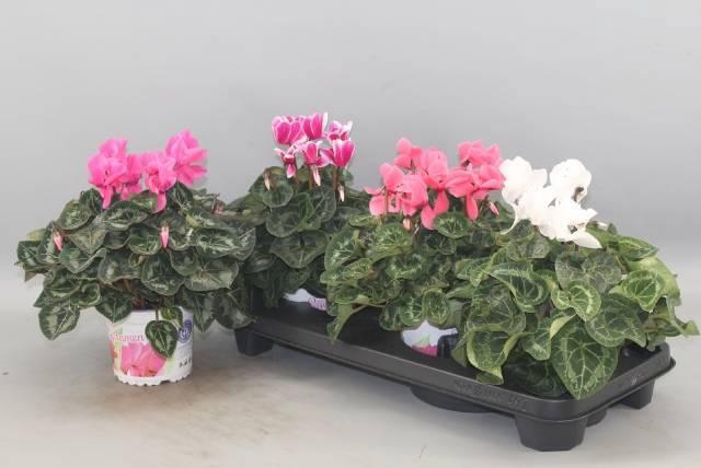 <h4>CYCL GR SUP XL</h4>