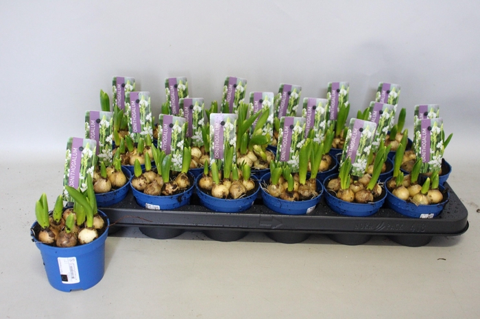 <h4>ORNIT BALANSAE</h4>