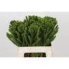 Kaaps Groen Albigreen