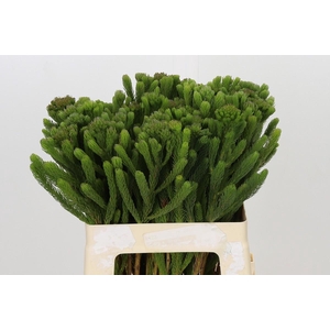 Kaaps Groen Albigreen
