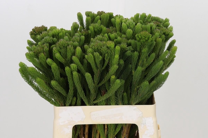 <h4>Kaaps Groen Albigreen</h4>