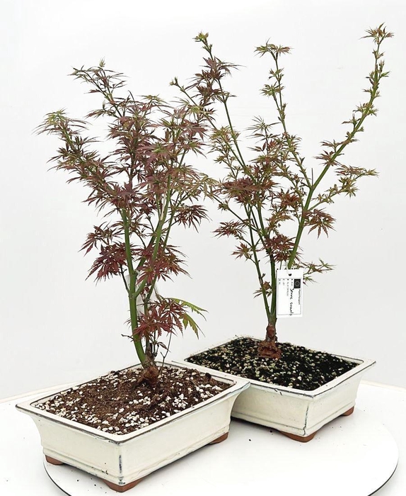 <h4>Acer palmatum "Jerre Schwartz", pot 27cm.</h4>