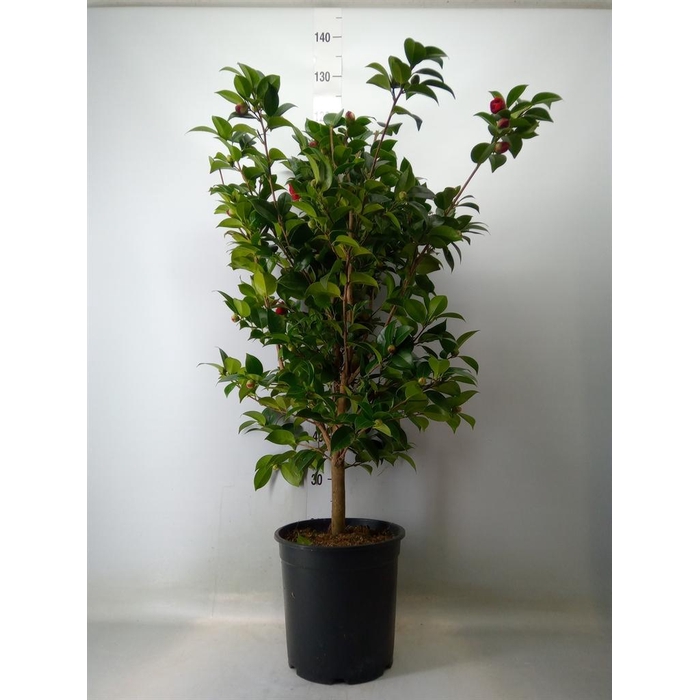 <h4>Camellia japonica</h4>