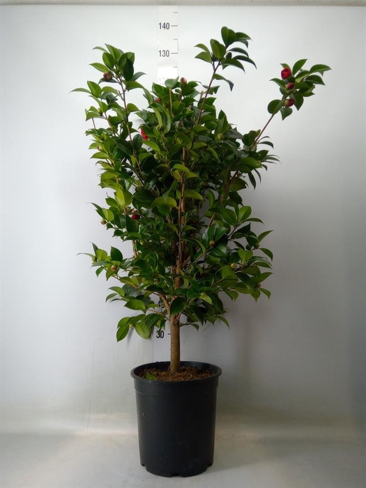 Camellia japonica