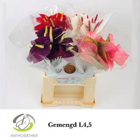 <h4>ANTH A LOVE COLLECTI</h4>