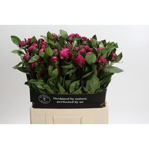 Paeonia Red Sarah