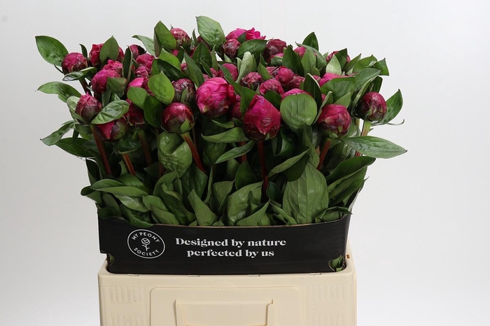 <h4>Paeonia Red Sarah</h4>