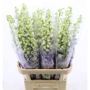 Delphinium Lavender Love