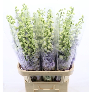 Delphinium Lavender Love