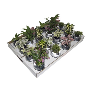 HIDROCULTURA VARIADO P05 PLANTA ORNAMENTAL