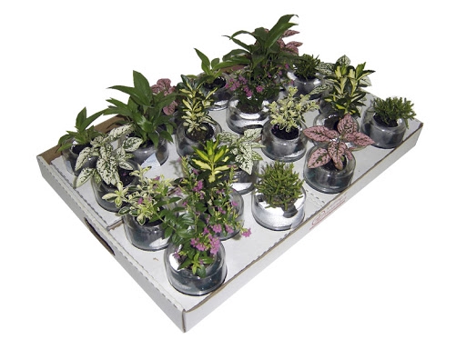 <h4>HIDROCULTURA VARIADO P05 PLANTA ORNAMENTAL</h4>
