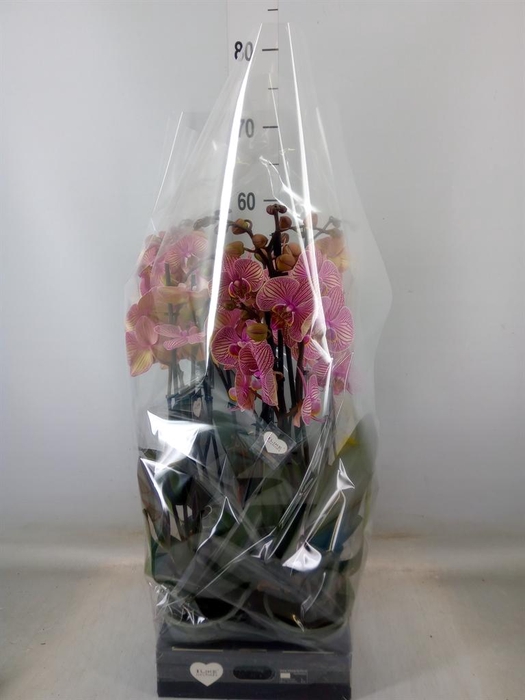 <h4>Phalaenopsis  'Jupiter'</h4>