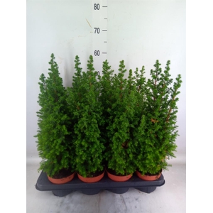 Chamaecyparis thyo. 'Top Point'