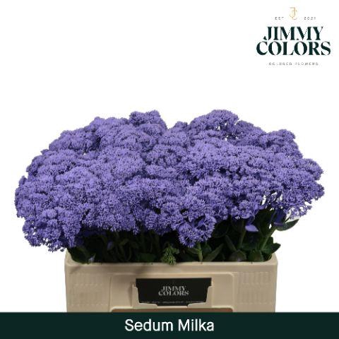 <h4>Sedum L55 Milka</h4>