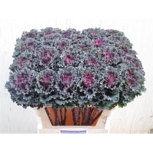 Brassica Crane Ruffle Red