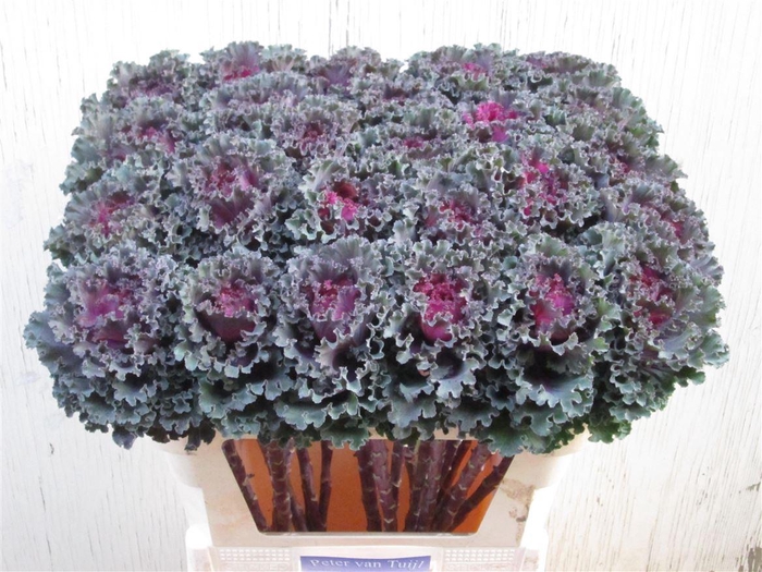 <h4>Brassica Crane Ruffle Red</h4>