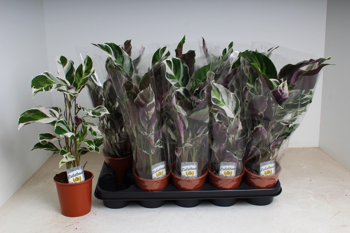 <h4>CALAT FUSION WHITE</h4>