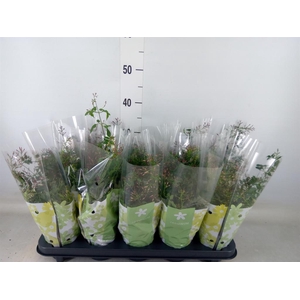 Jasminum polyanthum   ...rose