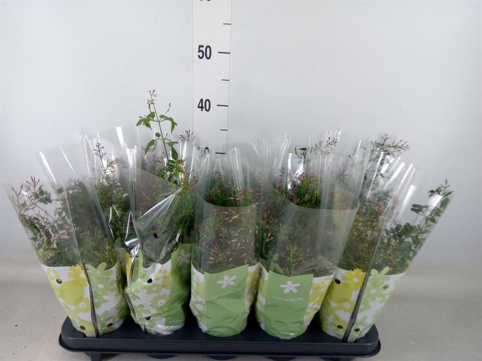 <h4>Jasminum polyanthum   ...rose</h4>