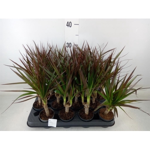 Dracaena marg. 'Magenta'