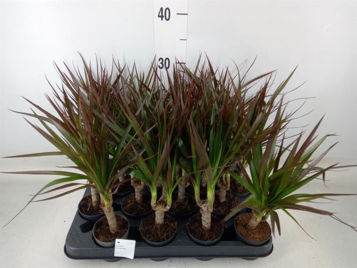 <h4>Dracaena marg. 'Magenta'</h4>