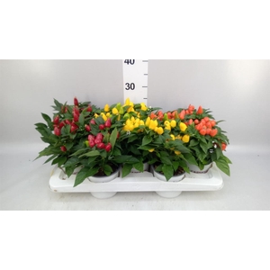 Capsicum annuum 'Mambo'   ...mix