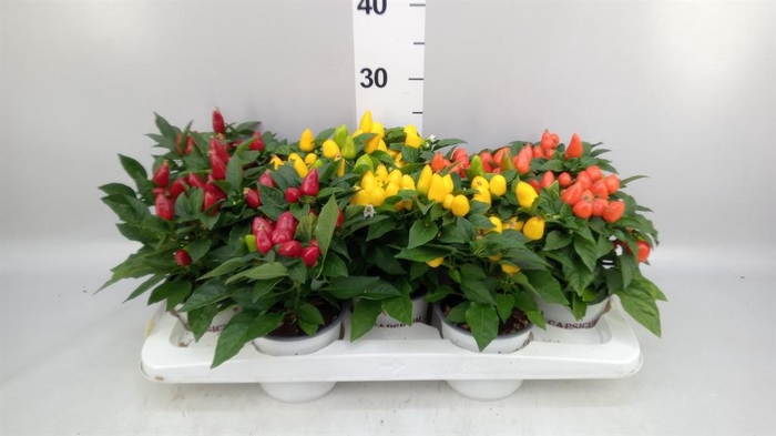 <h4>Capsicum annuum 'Mambo'   ...mix</h4>