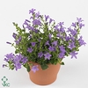 Campanula porten. 'Catharina'