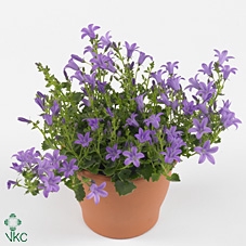 Campanula porten. 'Catharina'