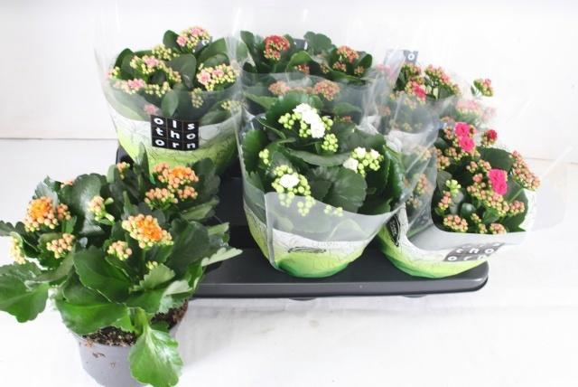 <h4>KAL GE GEM 5 KL</h4>