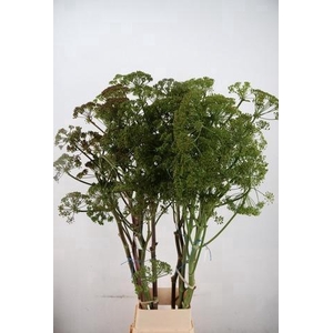 FOENICULUM VULGARE 175CM