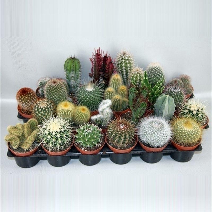 102 Cactus gemengd 8,5 cm