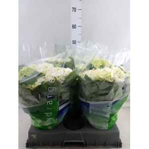 Hydrangea mac. 'Wudu'
