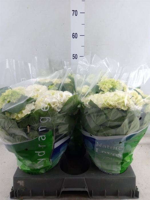 <h4>Hydrangea mac. 'Wudu'</h4>