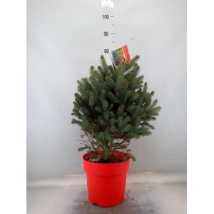 Picea pungens 'Super Blue'