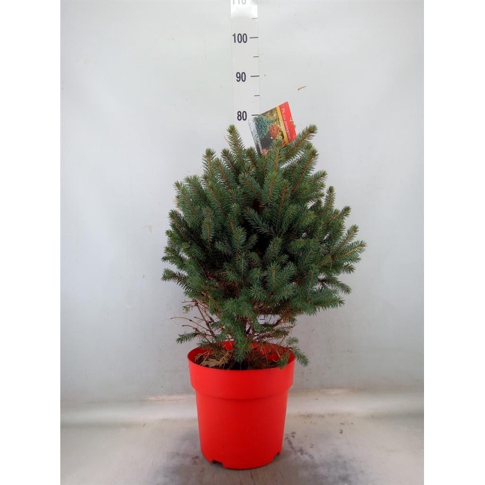 <h4>Picea pungens 'Super Blue'</h4>