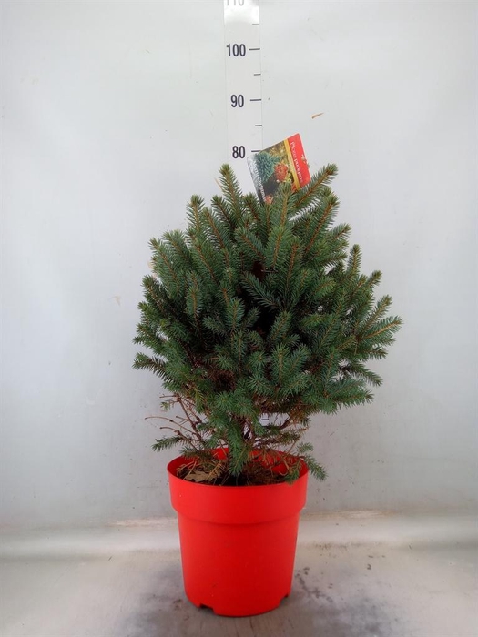 <h4>Picea pungens 'Super Blue'</h4>