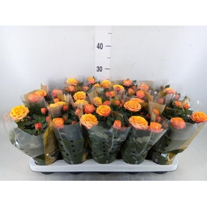 Rosa  'Firebird Kordana Grande'